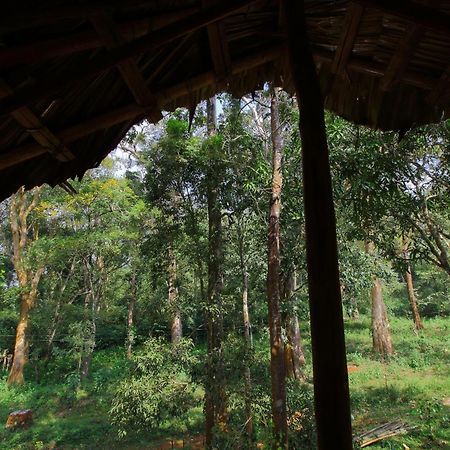 Tall Trees - Modern Forest Villa In Wayanad Султан Батери Екстериор снимка