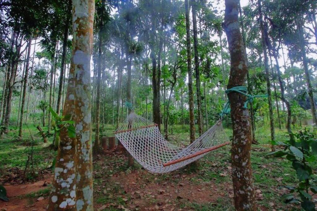 Tall Trees - Modern Forest Villa In Wayanad Султан Батери Екстериор снимка