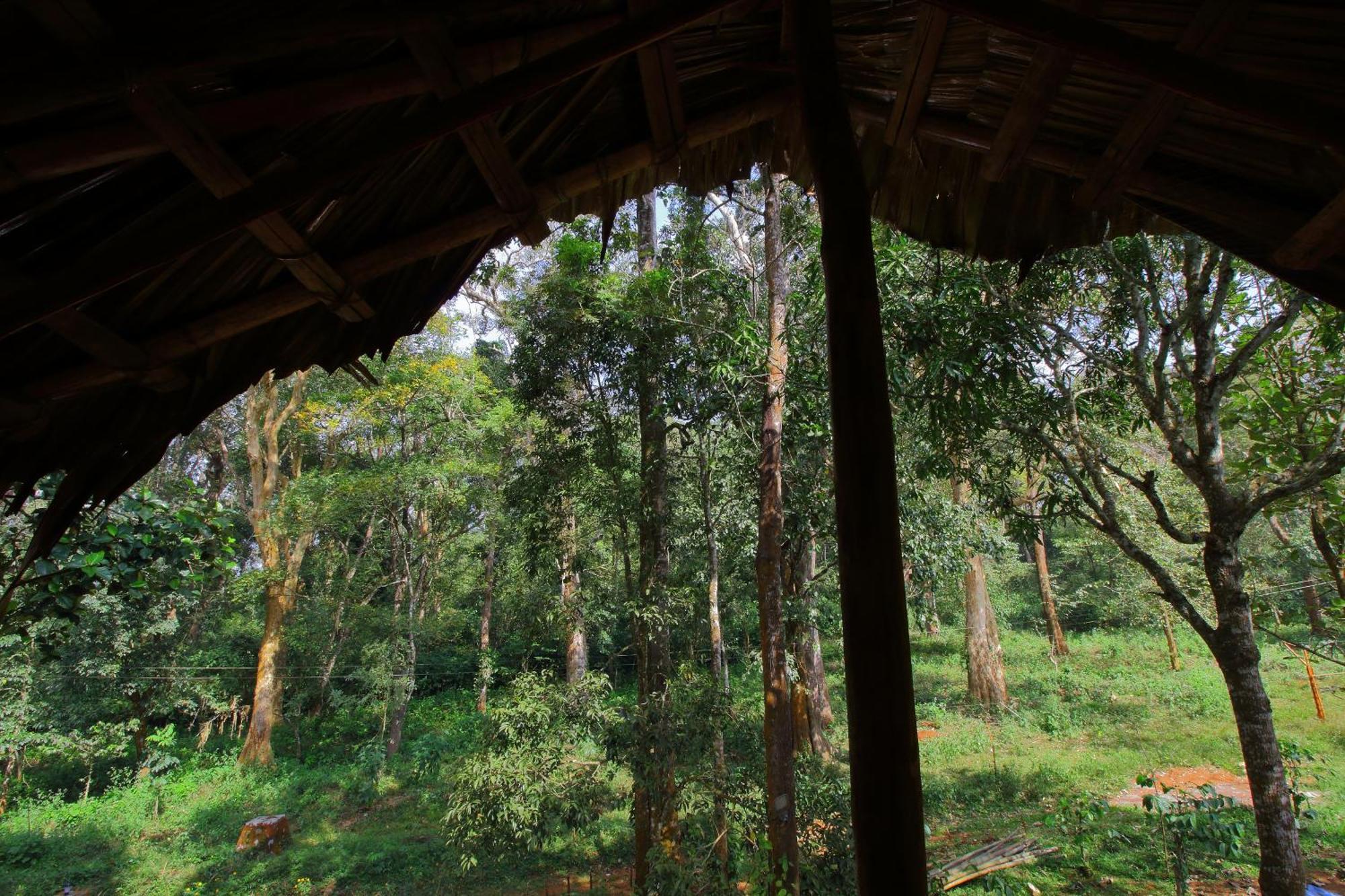 Tall Trees - Modern Forest Villa In Wayanad Султан Батери Екстериор снимка